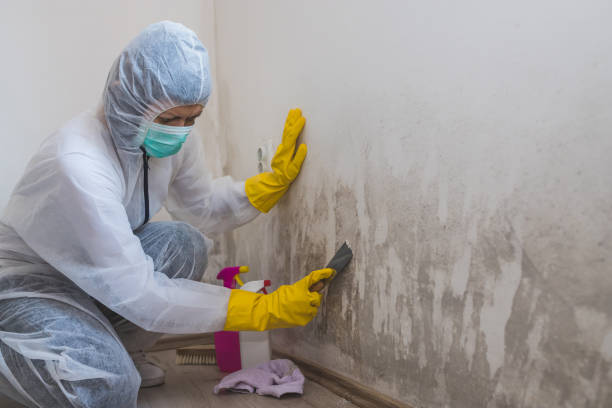 Best Residential Mold Removal  in Fort Meade, FL